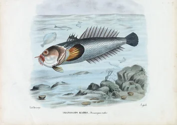 Pesce stella atlantico, 1863-79